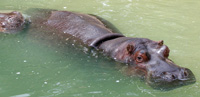 hippopotamus